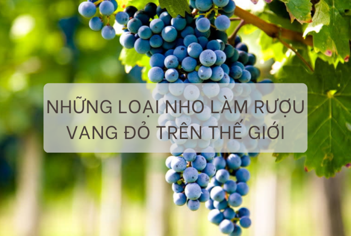 NHỮNG LOẠI NHO CHÍNH LÀM RƯỢU VANG ĐỎ TRÊN THẾ GIỚI