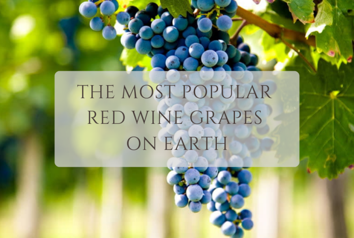 <strong>THE MOST POPULAR RED WINE GRAPES ON EARTH</strong>